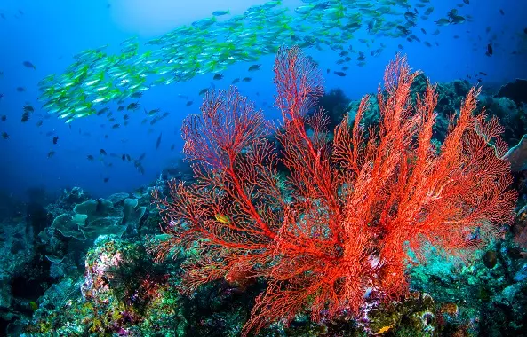 افتتاح بزرگ‌ترین پارک زیر آبی در بحرین